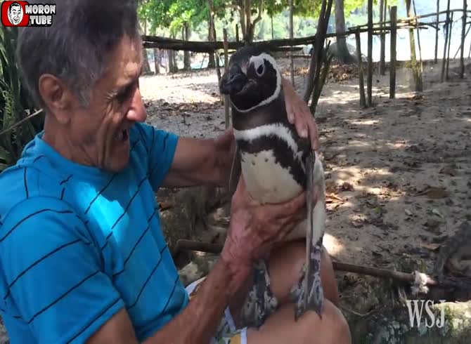 Video :The beautiful story of a penguin and a man who became friends